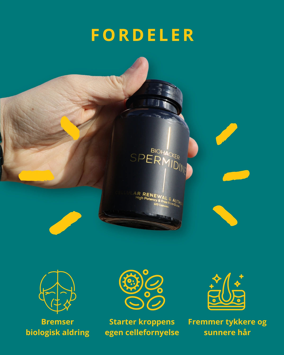Spermidine | Cellulær Fornyelse & Autofagi | 120 Kapsler